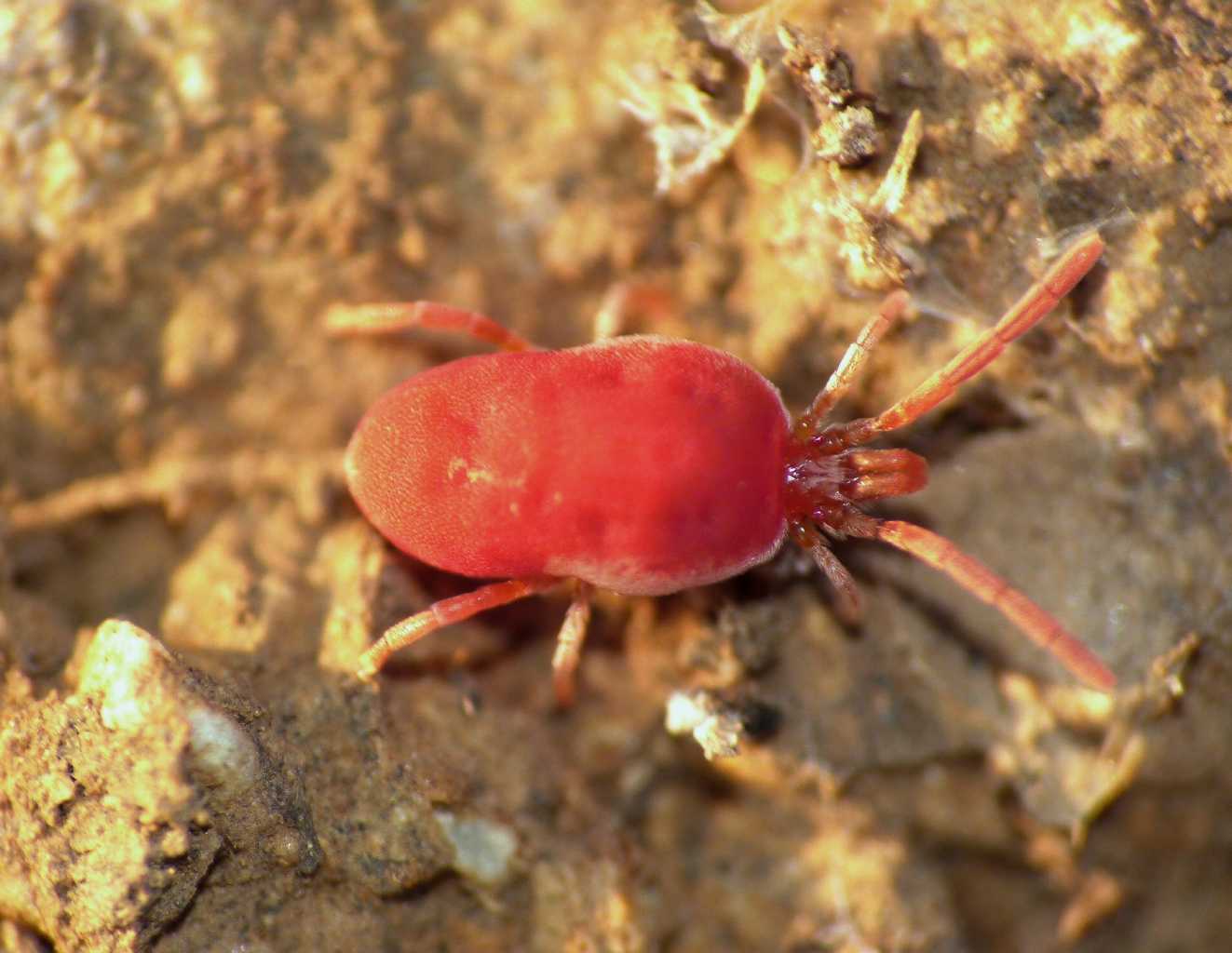 Qualche Trombidiidae